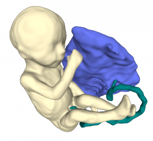 fetus_placenta (002)
